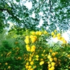 Refreshing yellow