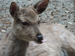 奈良公園のシカ