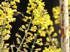 藤の花とクマ蜂