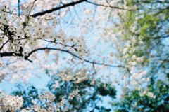 青空と桜