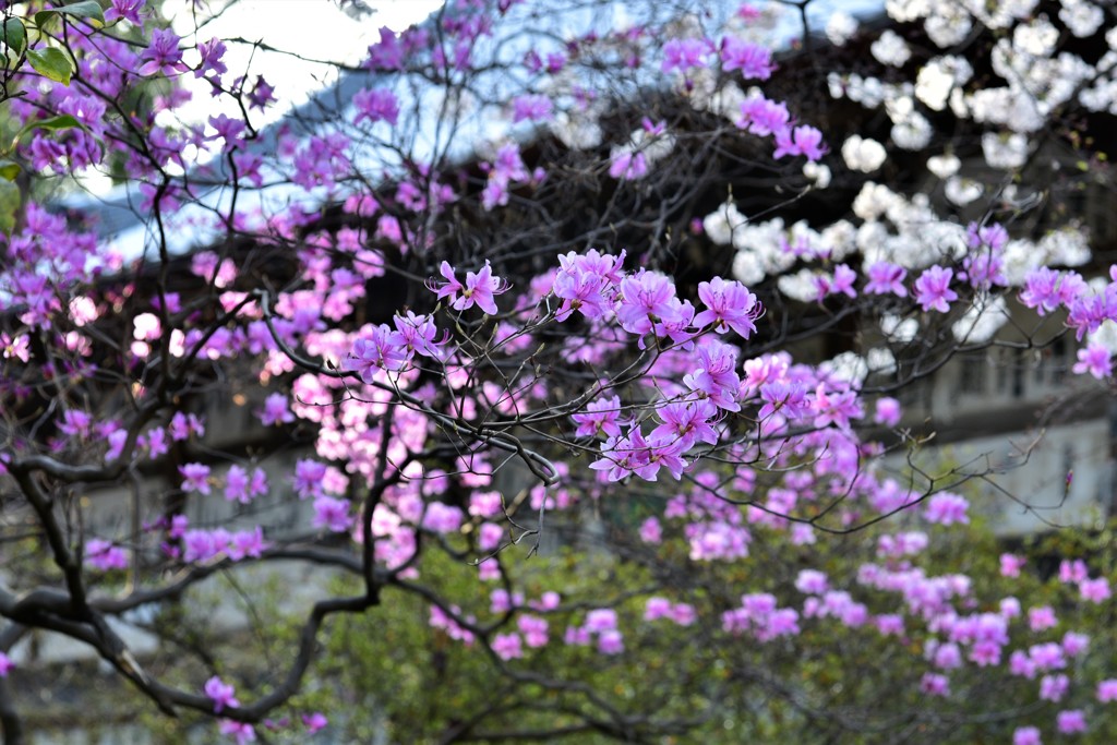 花の寺にて