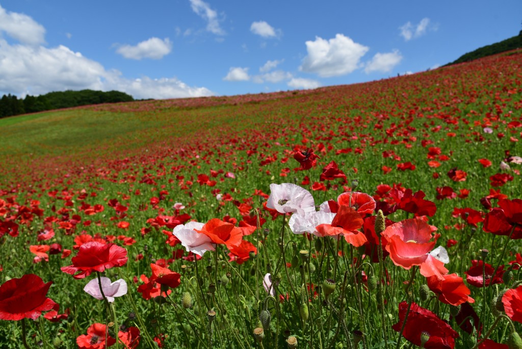 ポピーと空と③