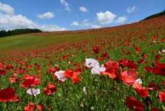ポピーと空と③