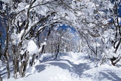 樹氷のトンネル