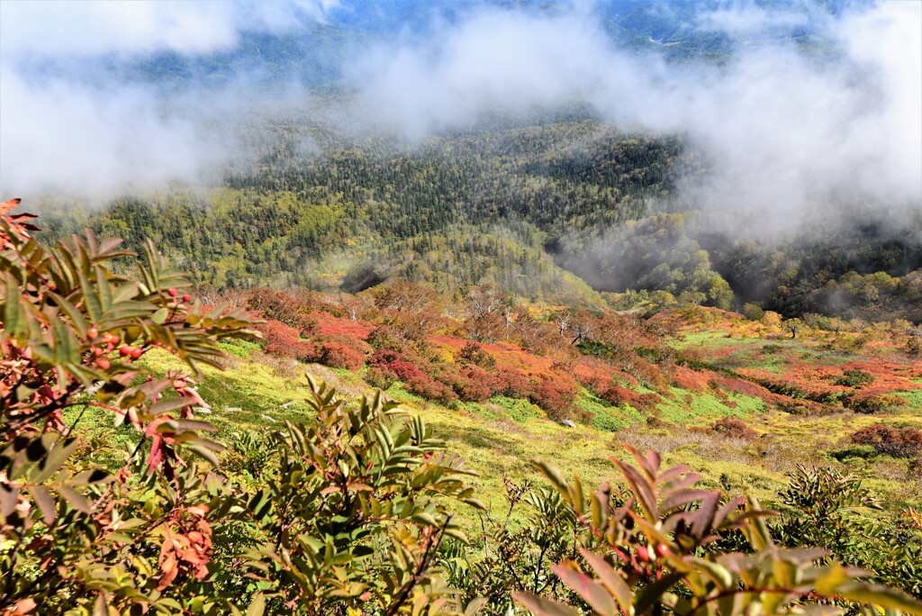 雨上がり山紅葉