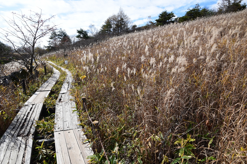 八島湿原・芒の道