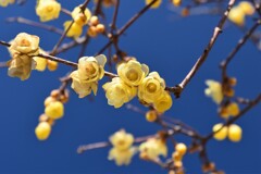 青天に負けない