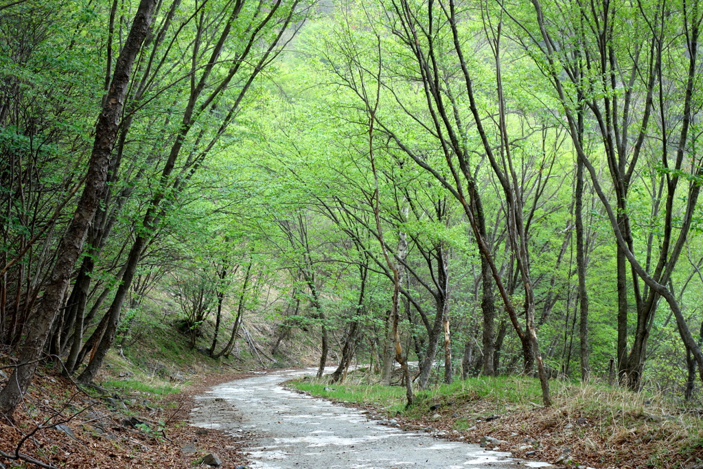 緑陰の小道