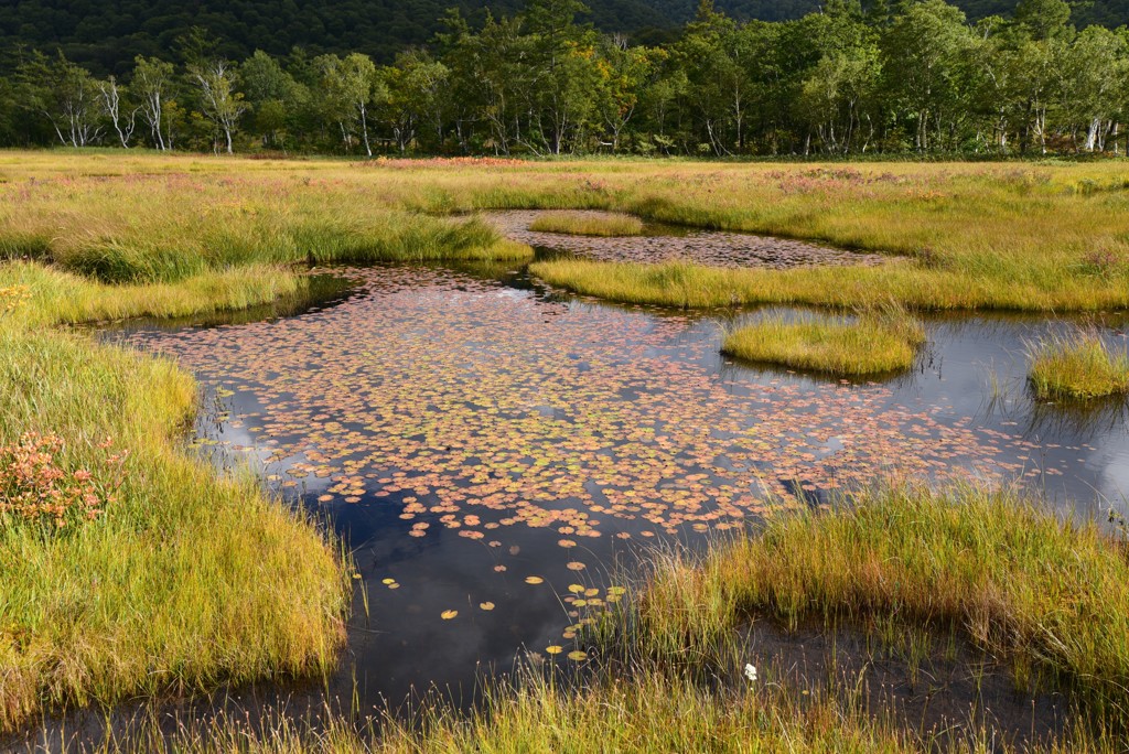 秋色競うヒツジグサ