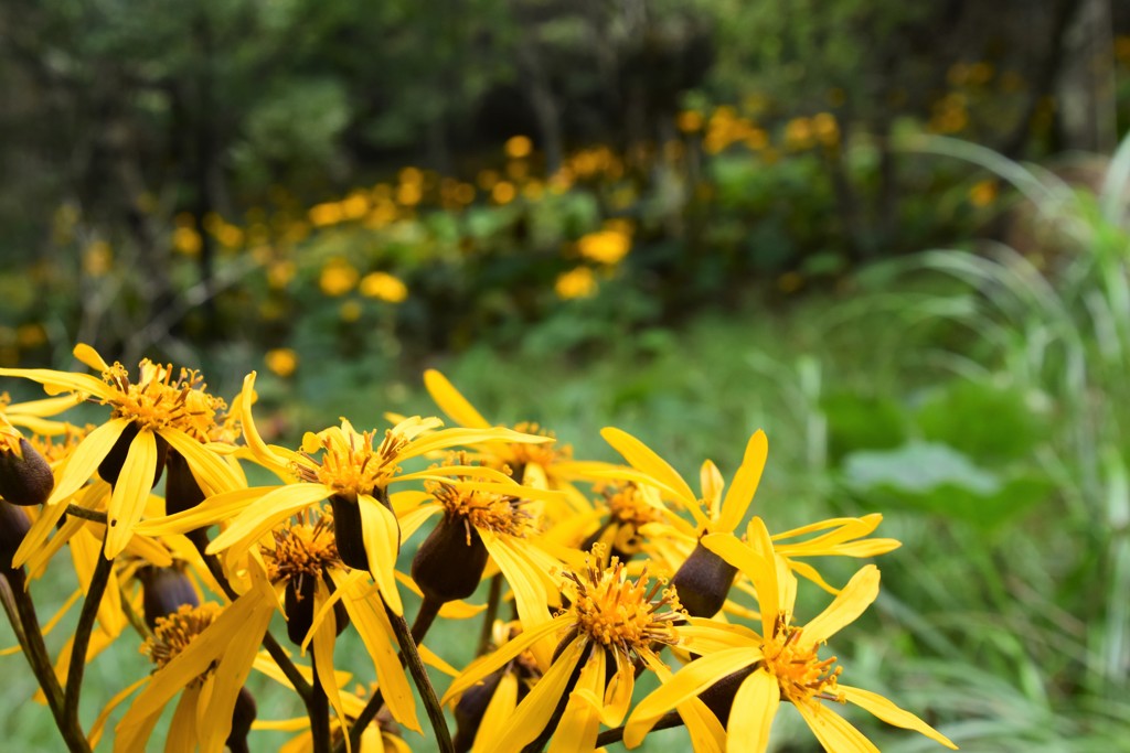 マルバダケブキ咲く山道