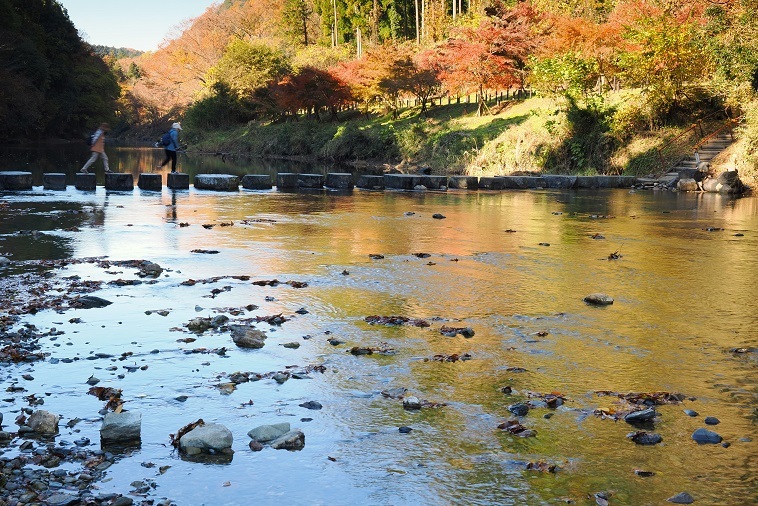 彩りの森へ