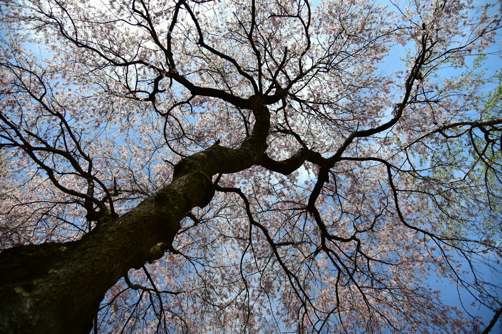桜、終わりの命を