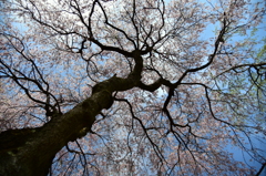 桜、終わりの命を