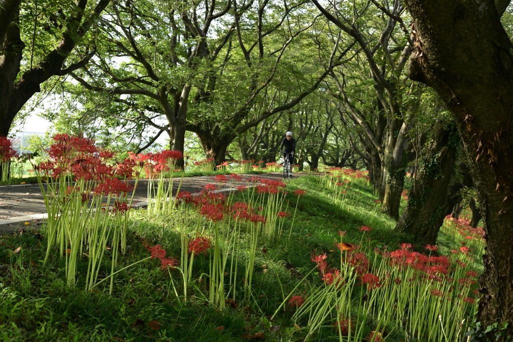 快走・彼岸花ロード