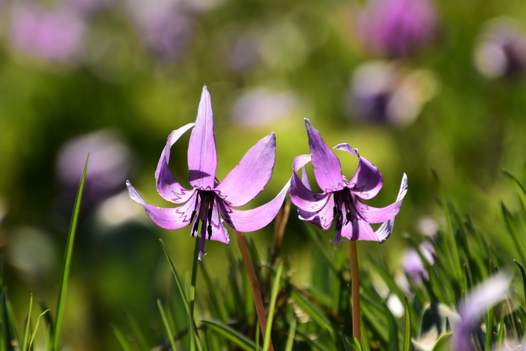 春のメッセンジャー２