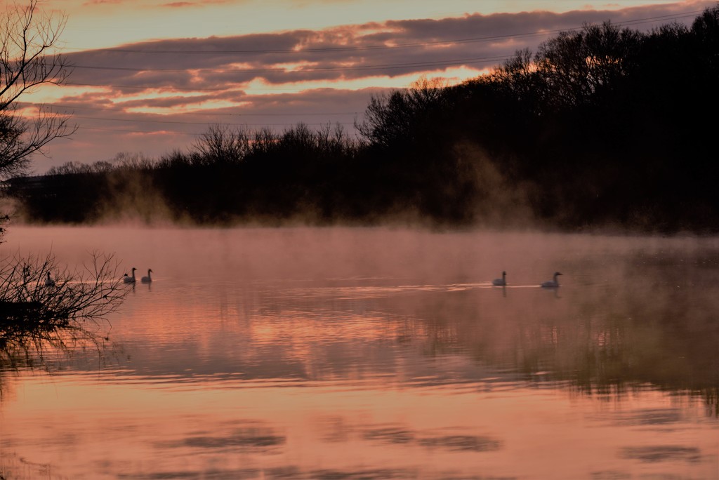 朝焼けのハクチョウ