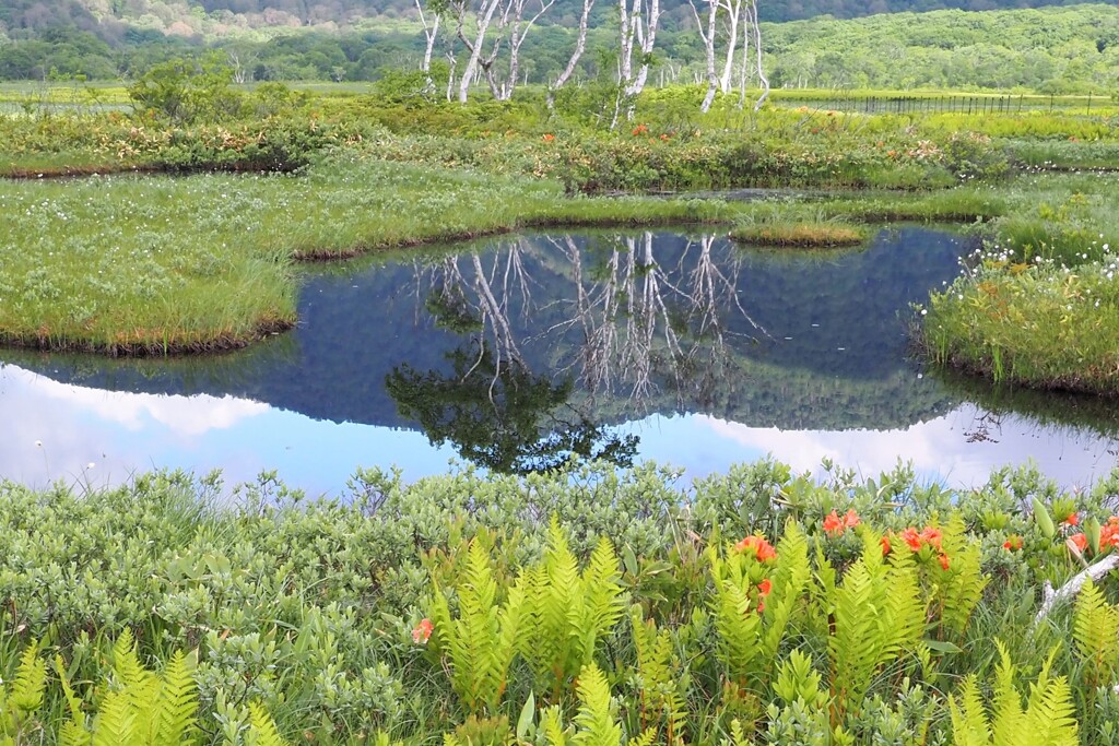 池塘の朝