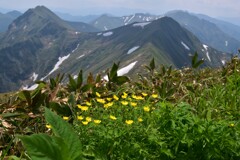 峰の花たち