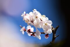 春の誘い