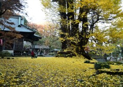 銀杏の古寺1