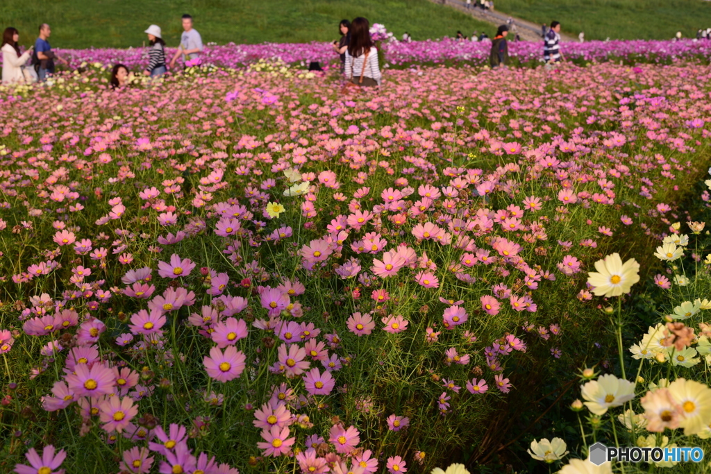 コスモスのように