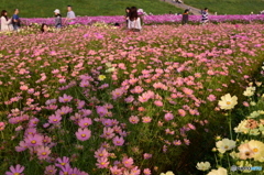 コスモスのように