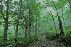 朝霧のブナ林