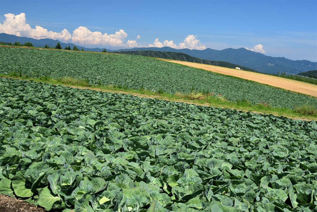 夏の高原野菜