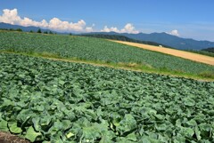 夏の高原野菜