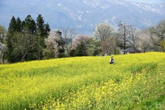 菜の花畑で