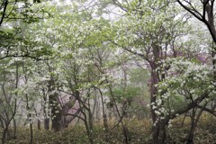 白い森で