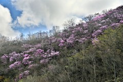 アカヤシオの山稜
