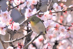 花蜜に囲まれて