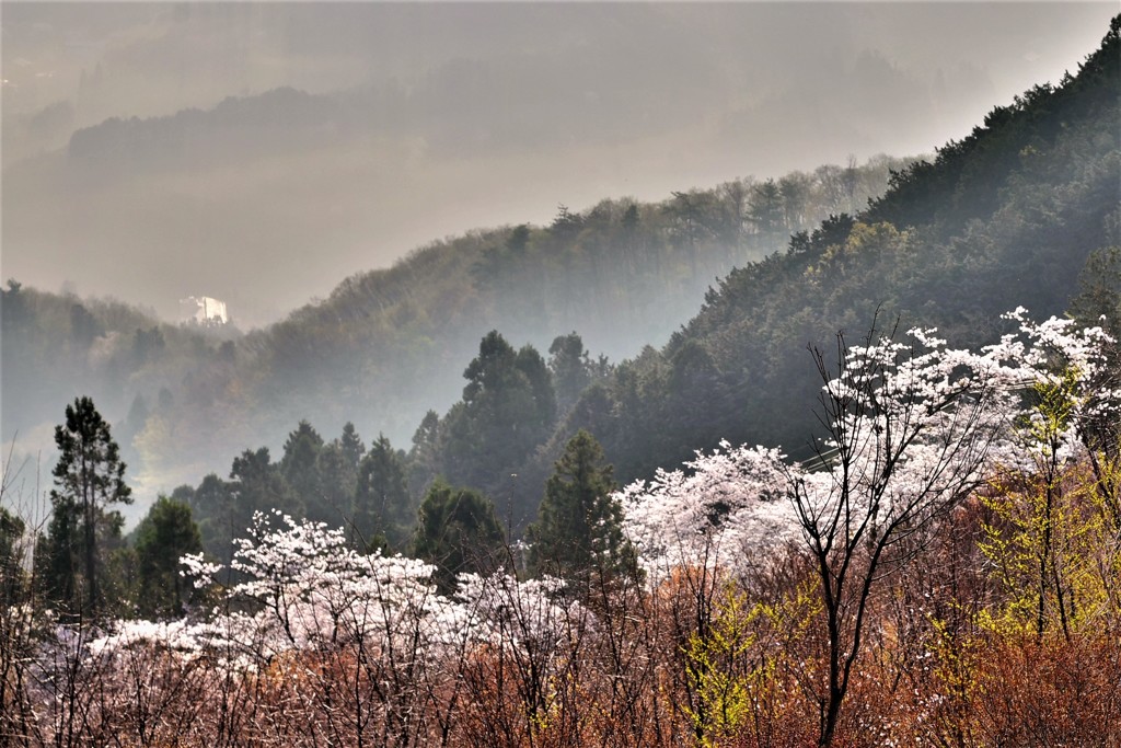 朝霞の桜