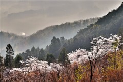 朝霞の桜