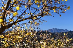 両神山の早春