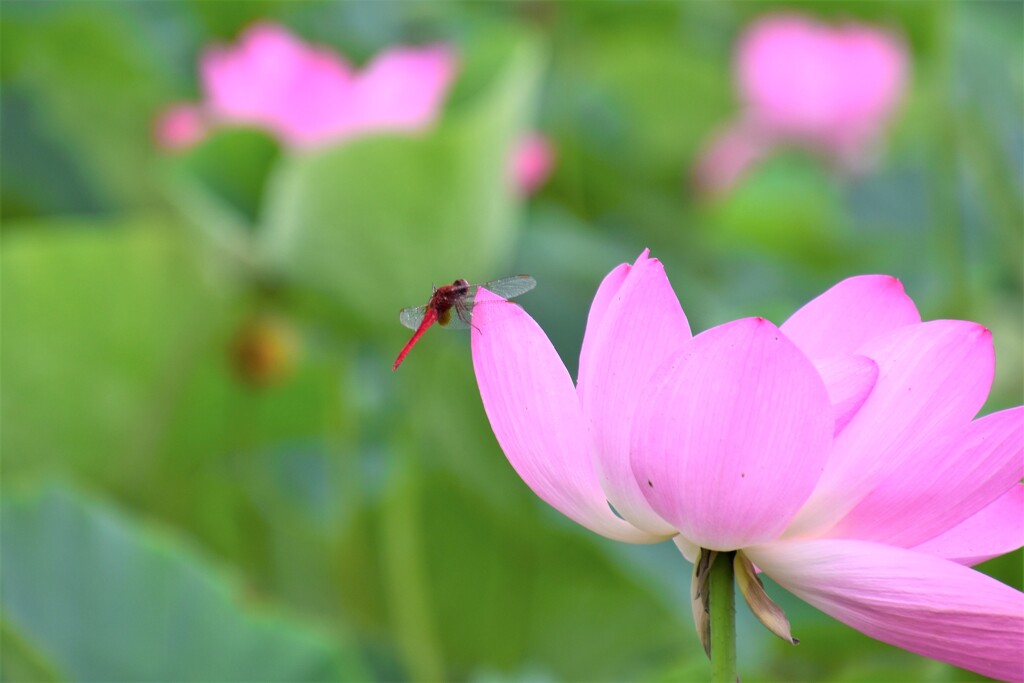 花びらで休息