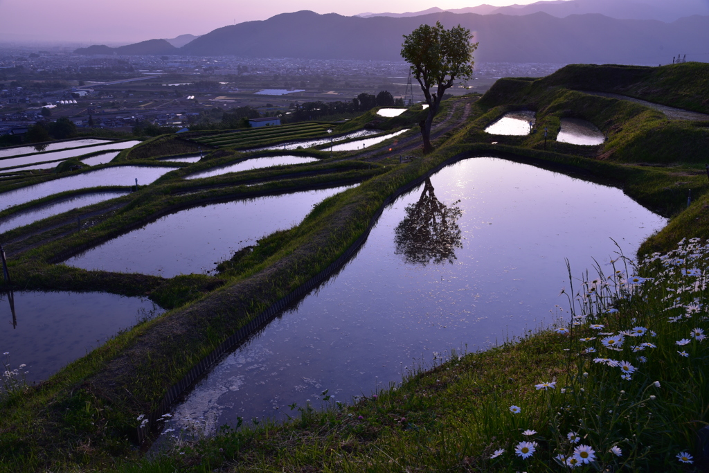 夜明けの棚田