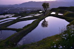夜明けの棚田