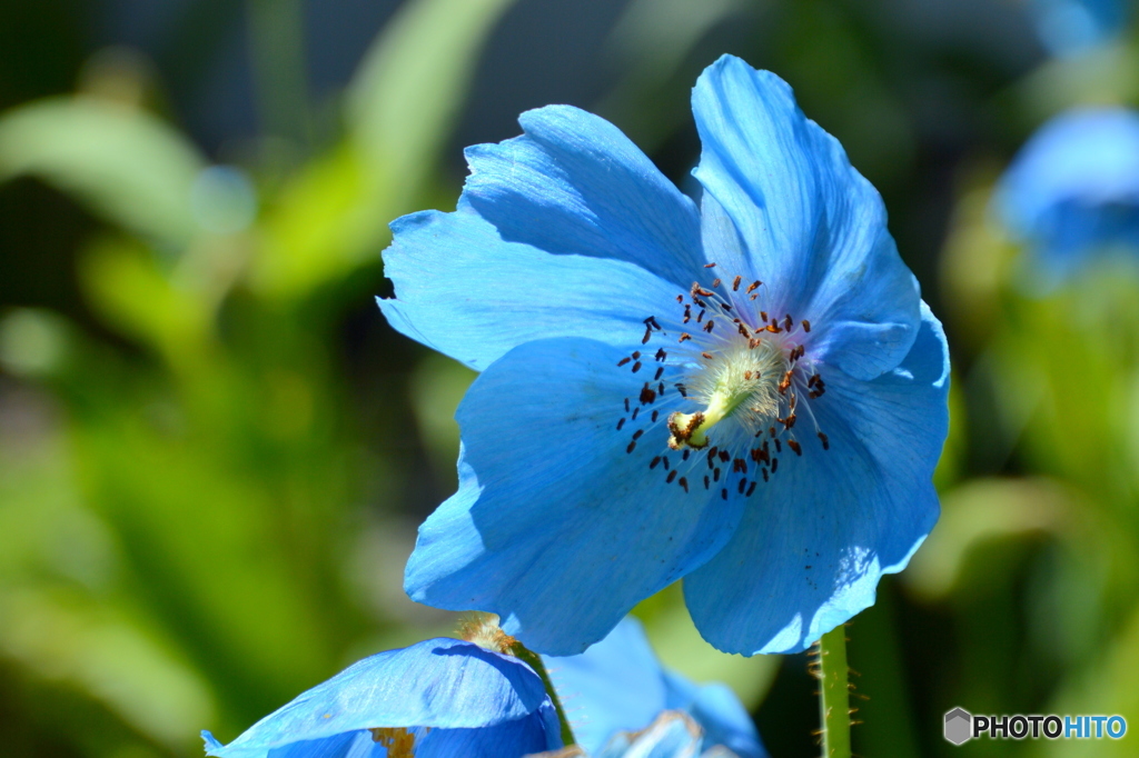 ヒマラヤンブルー