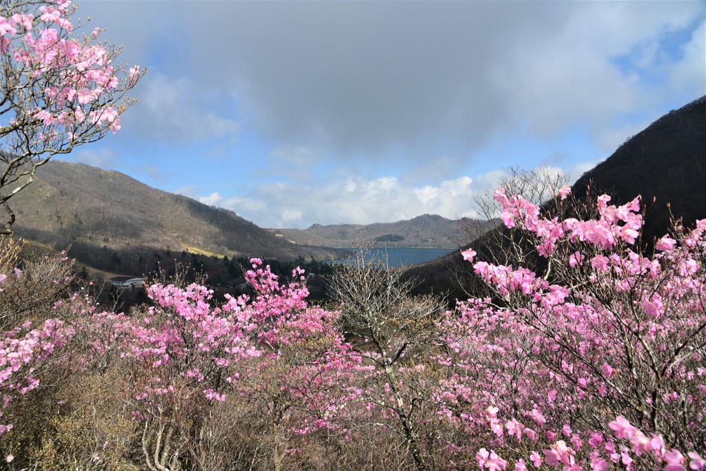 アカヤシオの赤城