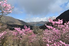 アカヤシオの赤城