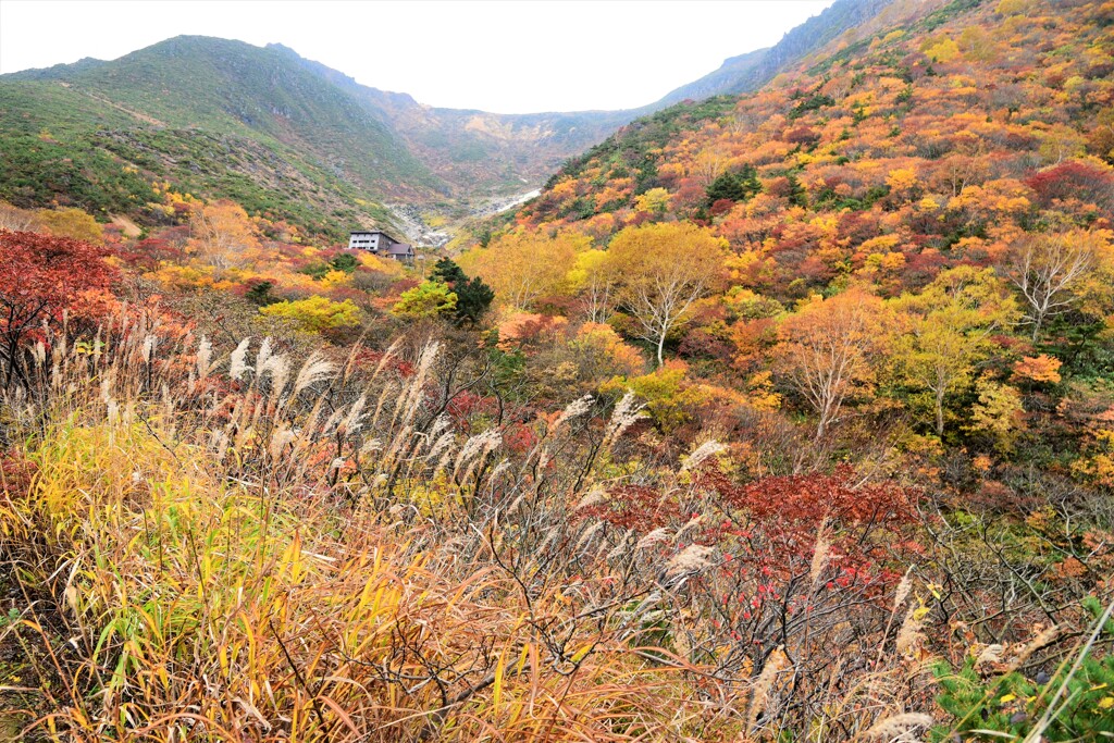 あだたら紅葉