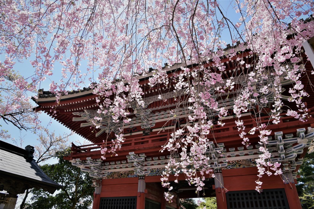 雨引観音の桜