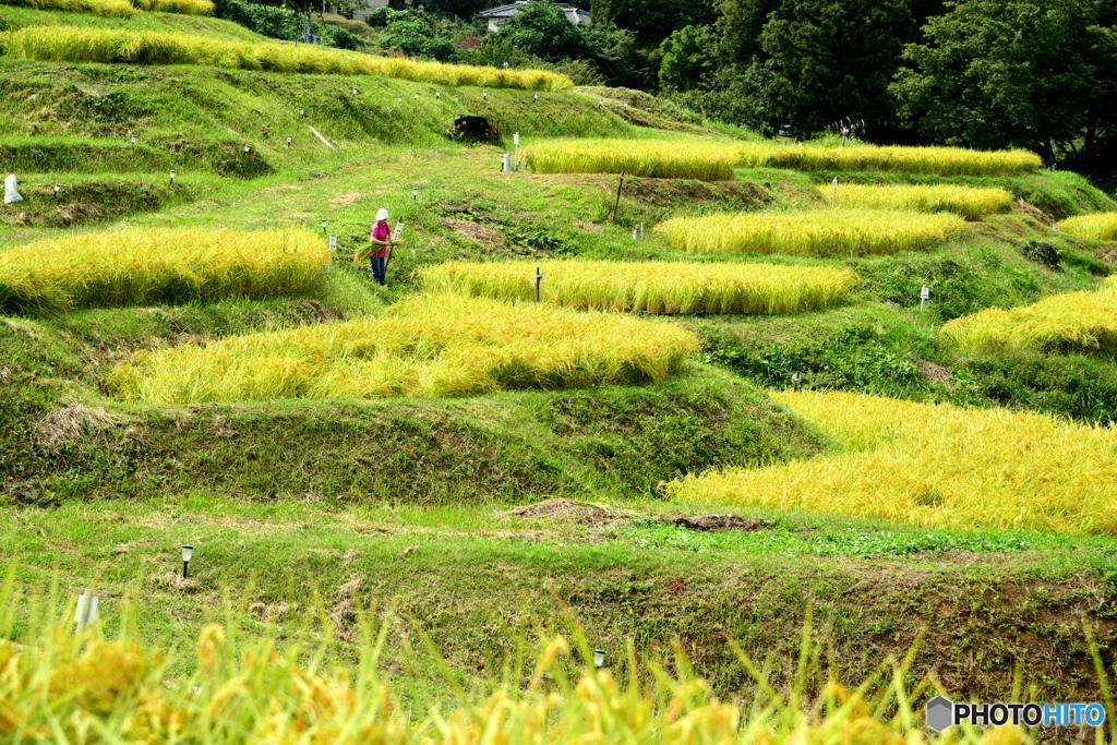 棚田の秋（２）