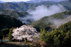 朝の装い