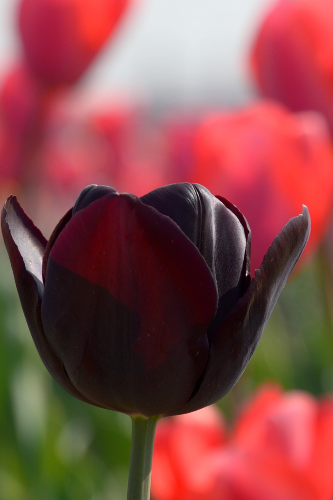 赤ワインに酔って