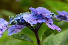 雨に濡れて