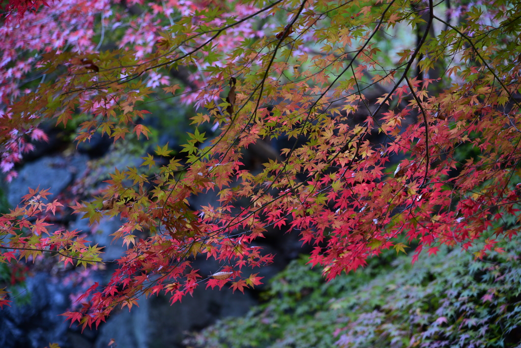 秋色を重ねて