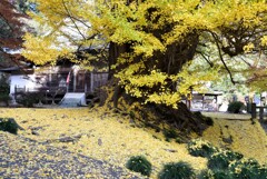 古寺の大銀杏